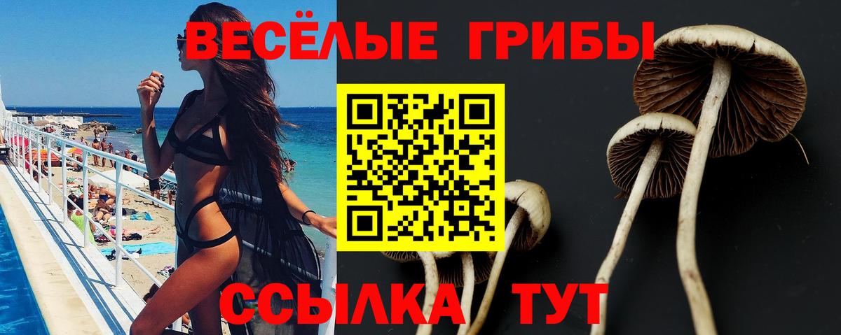 Псилоцибиновые грибы Cubensis Мурино